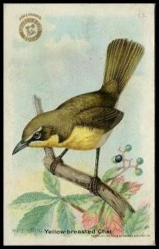 13 Yellow-breasted Chat
